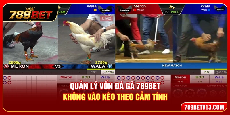 Quản Lý Vốn Đá Gà 789BET – Không Vào Kèo Theo Cảm Tính 1 Quản Lý Vốn Đá Gà 789BET – Không Vào Kèo Theo Cảm Tính