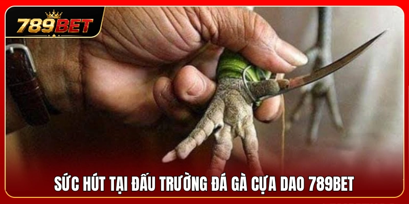 Sức hấp dẫn khó cưỡng của đá gà cựa dao 789BET 