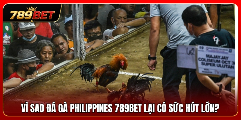 Đá Gà Philippines 789BET – Dòng Trận Quốc Tế Được Quan Tâm 2 Lý do đá gà Philippines 789BET tạo nên sức hút mạnh mẽ