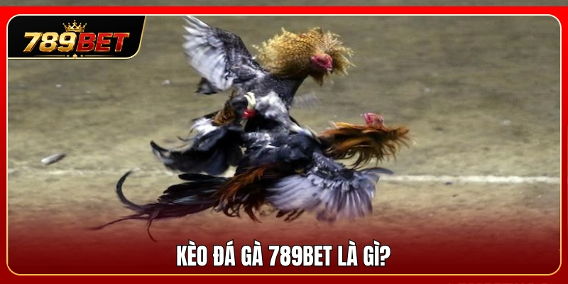 Kèo Đá Gà 789BET – Cách Đọc Tỷ Lệ Chuẩn Xác Cho Người Mới 2 Tìm hiểu bản chất cốt lõi của kèo đá gà 789BET