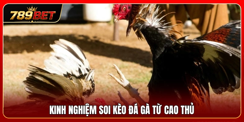 Kèo Đá Gà 789BET – Cách Đọc Tỷ Lệ Chuẩn Xác Cho Người Mới 4 Mẹo nhận định kèo đá gà chuẩn xác từ giới cao thủ